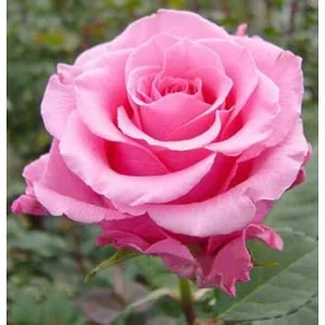 Роза "Балет"(Ballet)