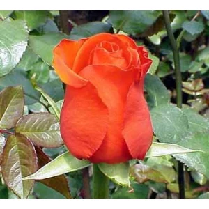 Роза "Star 2000"