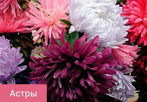 Астры